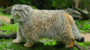 Kucing Pallas