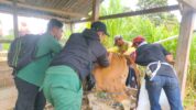 MBKM di Enrekang