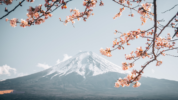 Gunung Fuji Jepang akan dipasang penghalang tutup pemandangan. (Foto: Pexels/Life of Wu)