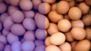 Telur