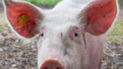 Wabah virus African Swine Fever