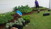 Rental Tanaman Hias Kantor