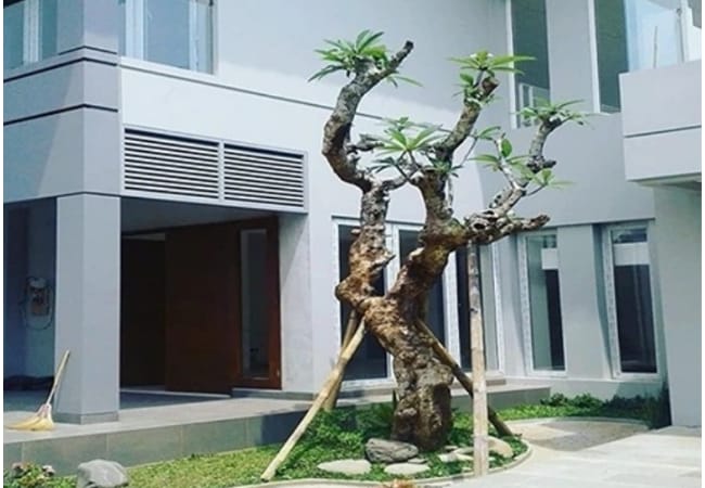 Pohon Kamboja